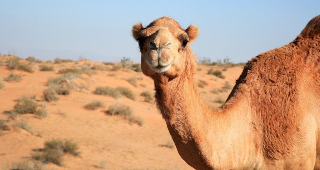 Um camelo a olhar directamente para a câmara
